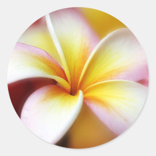 White Plumeria Frangipani Hawaii Blume Hawaii Runder Aufkleber