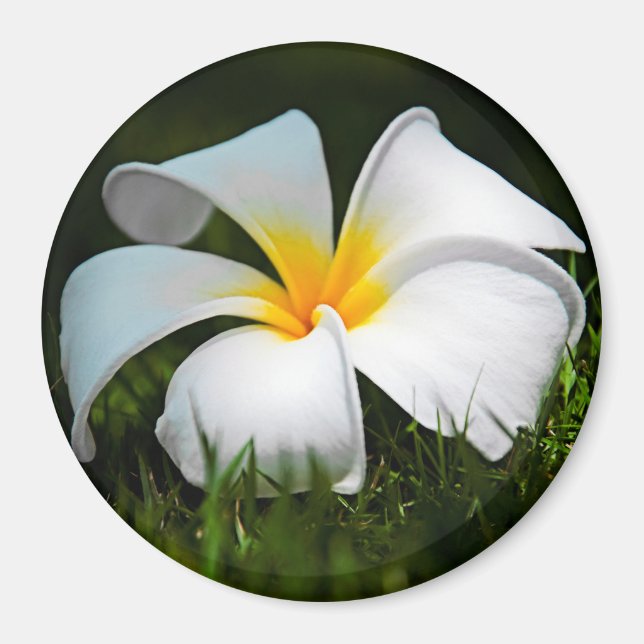 White Plumeria Frangipani Hawaii Blume Magnet (Vorne)