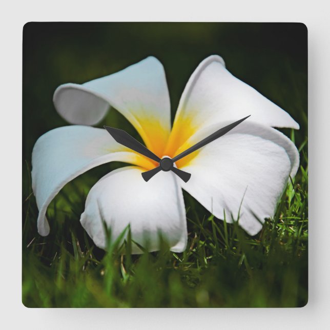 White Plumeria Frangipani Hawaii Blume Quadratische Wanduhr (Vorderseite)