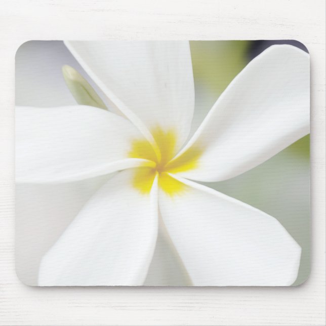 White Plumeria - Makroportrait Mousepad (Vorne)