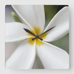 White Plumeria - Makroportrait Quadratische Wanduhr