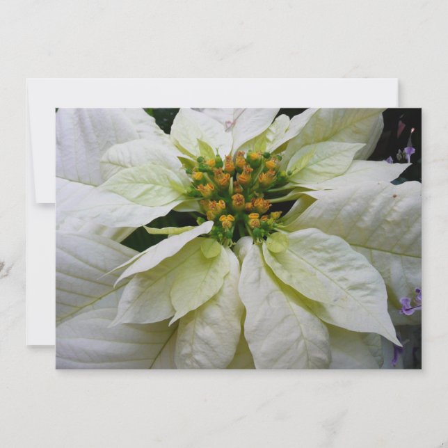 White Poinsettia Elegante Weihnachtsfeiertage Feiertagskarte (Vorderseite)