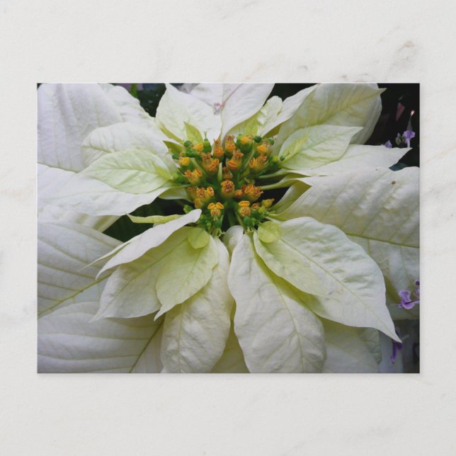 White Poinsettia Elegante Weihnachtsfeiertage Feiertagspostkarte (Vorderseite)