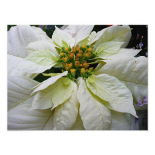 White Poinsettia Elegante Weihnachtsfeiertage Fotodruck