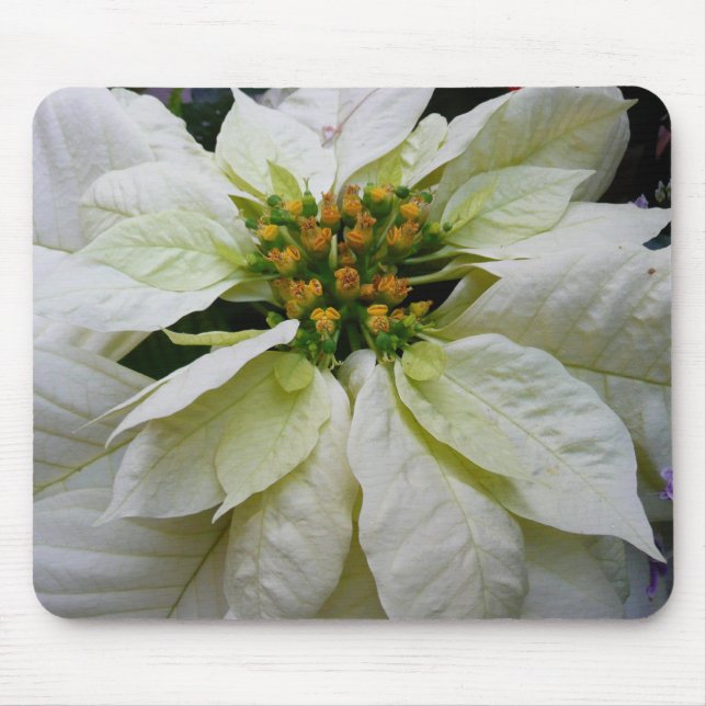 White Poinsettia Elegante Weihnachtsfeiertage Mousepad (Vorne)