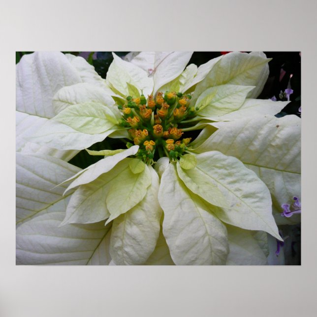 White Poinsettia Elegante Weihnachtsfeiertage Poster (Vorne)