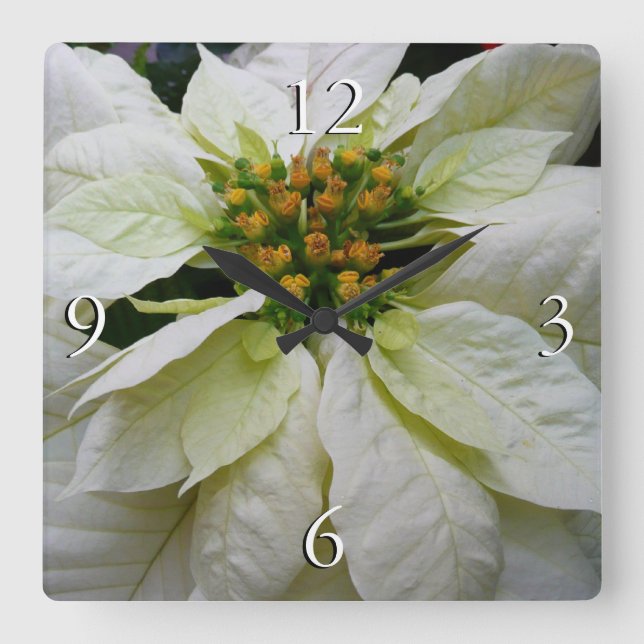 White Poinsettia Elegante Weihnachtsfeiertage Quadratische Wanduhr (Vorderseite)