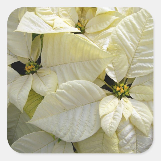 White Poinsettia Large Square Sticker (Vorderseite)