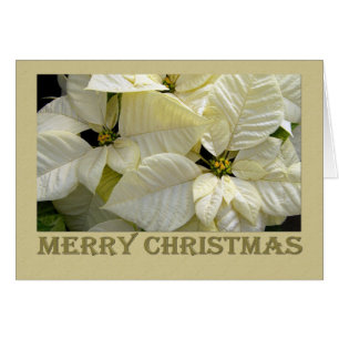 White Poinsettia Weihnachten