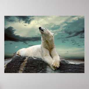 White Polar Bear Hunter auf Felsen Poster