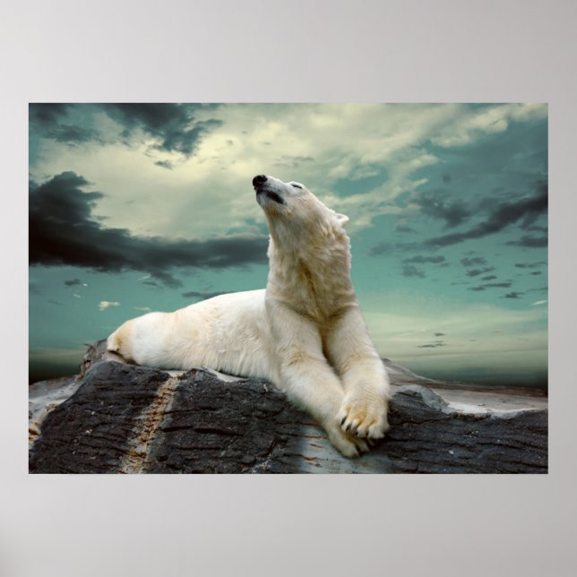White Polar Bear Hunter auf Felsen Poster (Vorne)