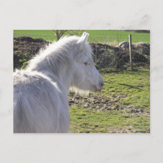 White Pony Postcard Postkarte