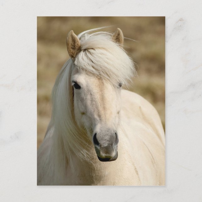 White Pony Postkarte (Vorderseite)