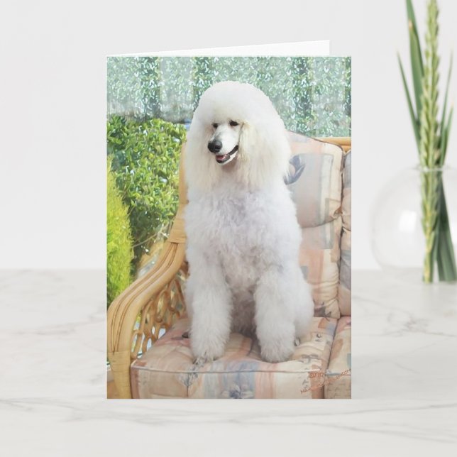 White Poodle Karte (Vorderseite)