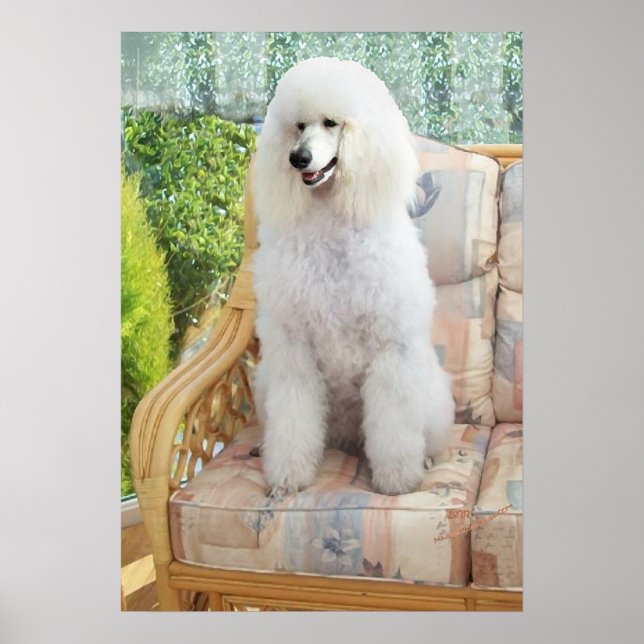 White Poodle Poster (Vorne)