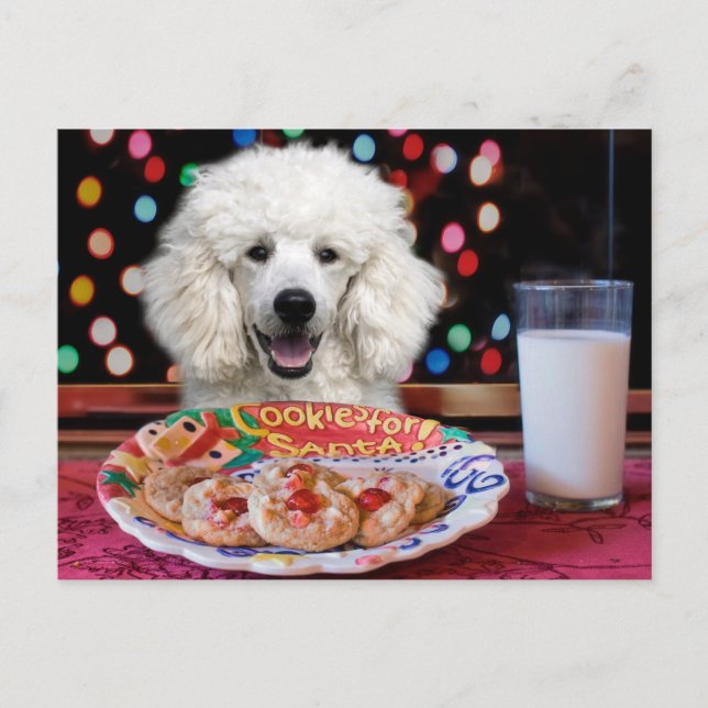 White Poodle Weihnachten (Vorderseite)