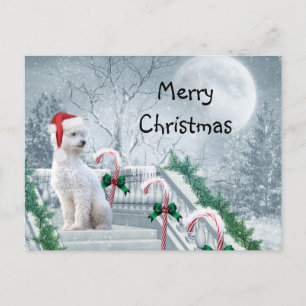 White Poodle Weihnachten Postkarte