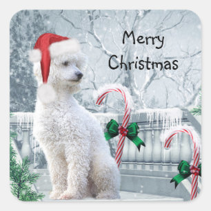 White Poodle Weihnachten Quadratischer Aufkleber