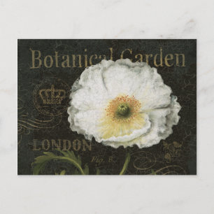 White Poppy Blossom Postkarte