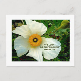 WHITE POPPY Postcard Postkarte