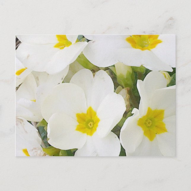 White Primroses Postcard Postkarte (Vorderseite)