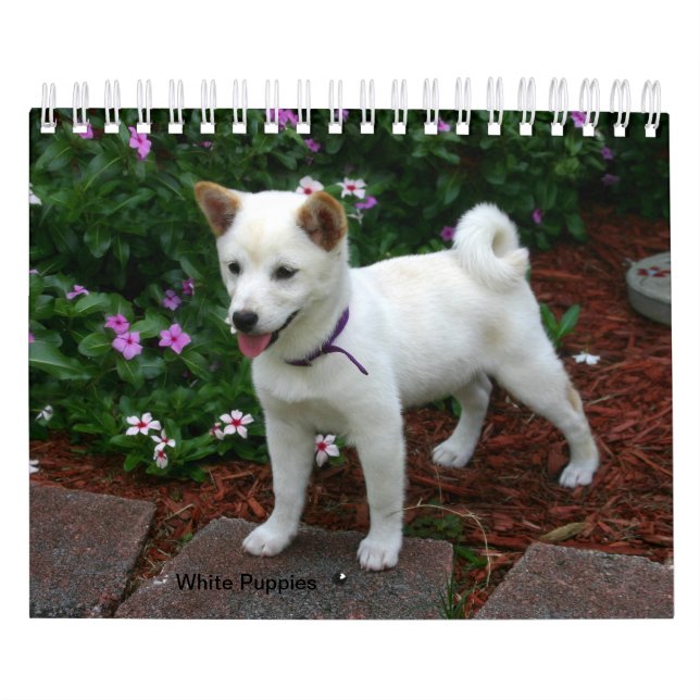 White Puppies Kalender (Titelbild)
