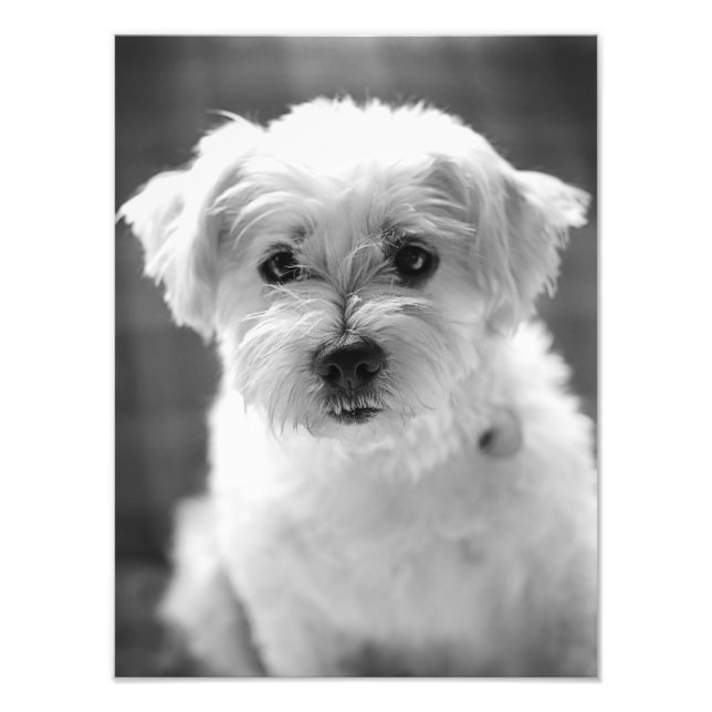 White Puppy Dog - Guten Morgen! Fotodruck (Vorne)