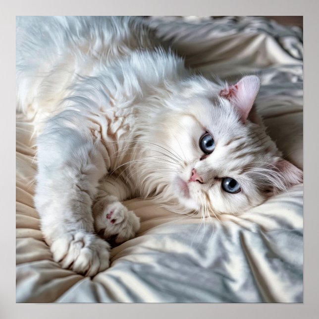 White Ragdoll Cat Poster (Vorne)