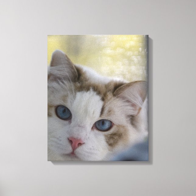 White Ragdoll Cat Wrapped Canvas Leinwanddruck (Vorderseite)