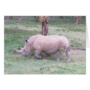 White Rhino