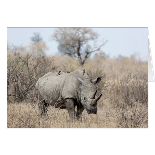 White Rhino (Vorderseite (Horizontal))