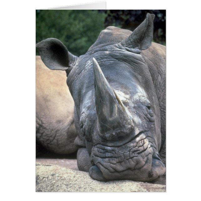 White Rhino (Vorne)
