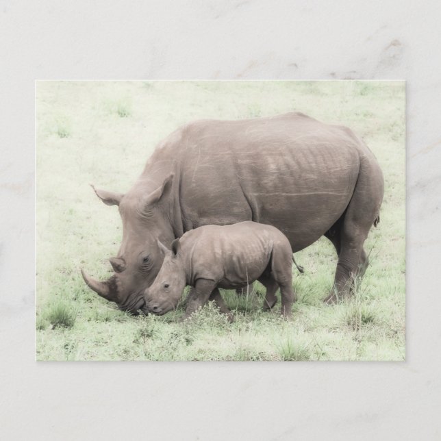 White Rhino & Baby Postcard Postkarte (Vorderseite)