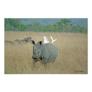White Rhino Fotodruck