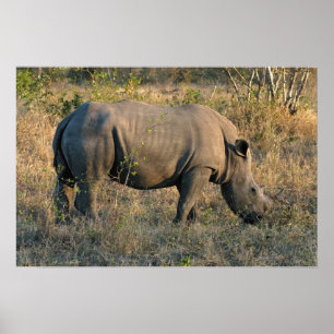 White Rhino Poster