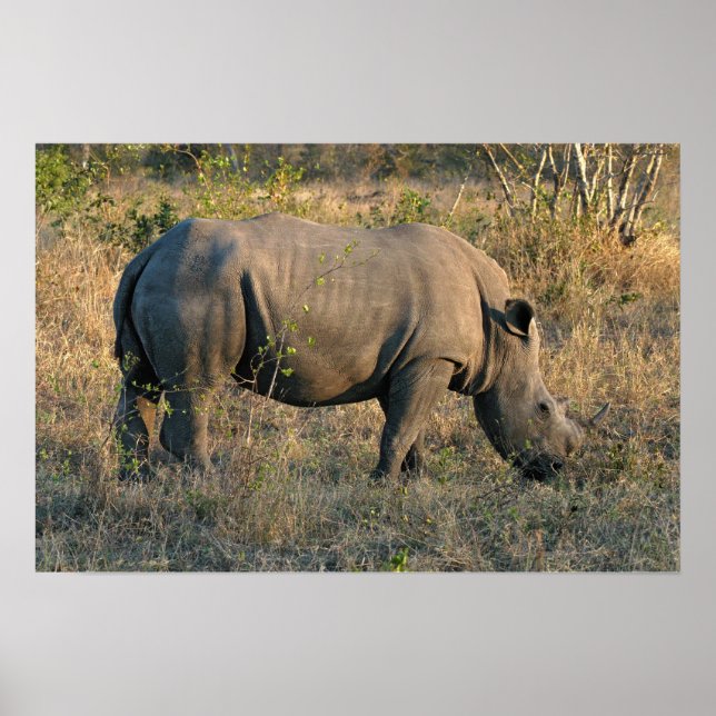 White Rhino Poster (Vorne)