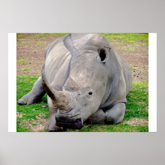 White Rhino Poster (Vorne)