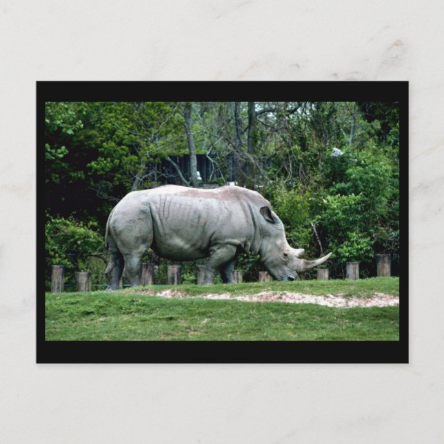 White Rhino Postkarte (Vorderseite)