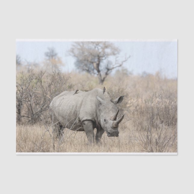White Rhino Seidenpapier (Vorderseite)