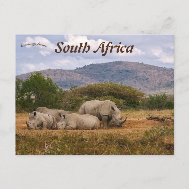White Rhinos Hluhluwe-Mifolozi Park Südafrika Postkarte (Vorderseite)