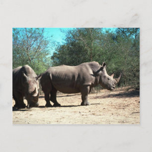 White Rhinos Postkarte