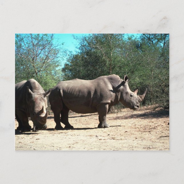 White Rhinos Postkarte (Vorderseite)