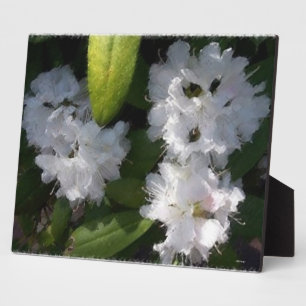 White Rhododenrons Bush Plaque Fotoplatte