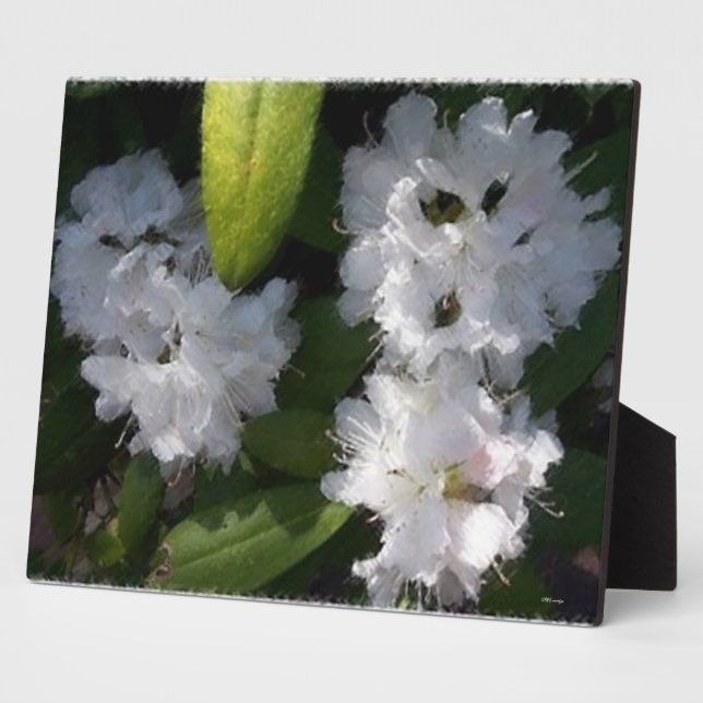 White Rhododenrons Bush Plaque Fotoplatte (Seite)