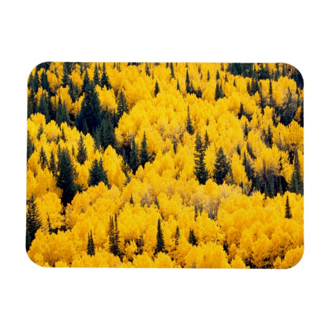 White River National Forest | Aspen, Colorada Magnet (Horizontal)