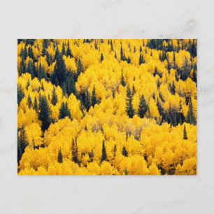 White River National Forest   Aspen, Colorado Postkarte