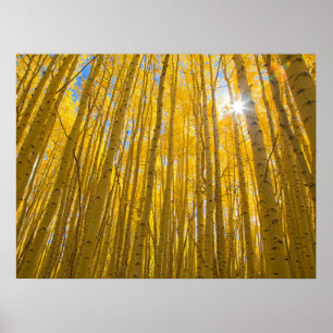 White-River-Nationalpark Poster
