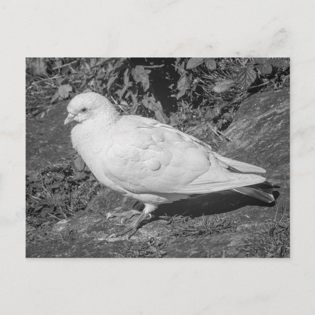 White Rock Dove. Roath Park Lake, Cardiff, Wales Postkarte (Vorderseite)