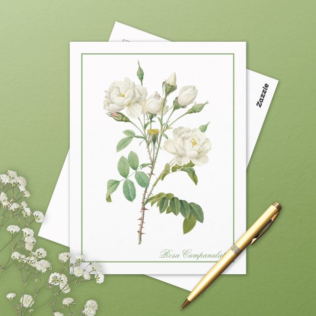 White Rosa Campanulata Redoute Postcard Postkarte (Von Creator hochgeladen)