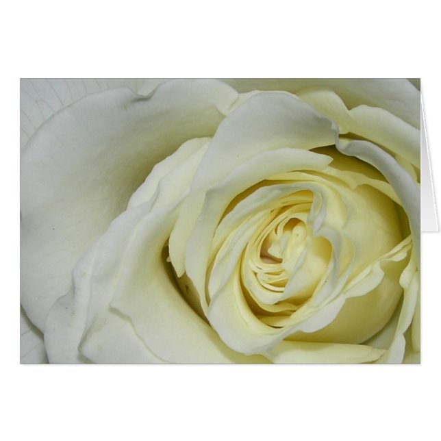 White Rose (Vorderseite (Horizontal))
